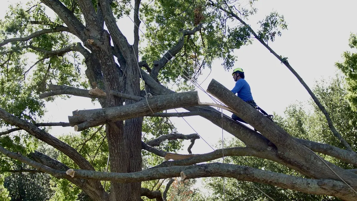 Professional Hazardous Tree Removal performed by certified arborists in Elkhorn