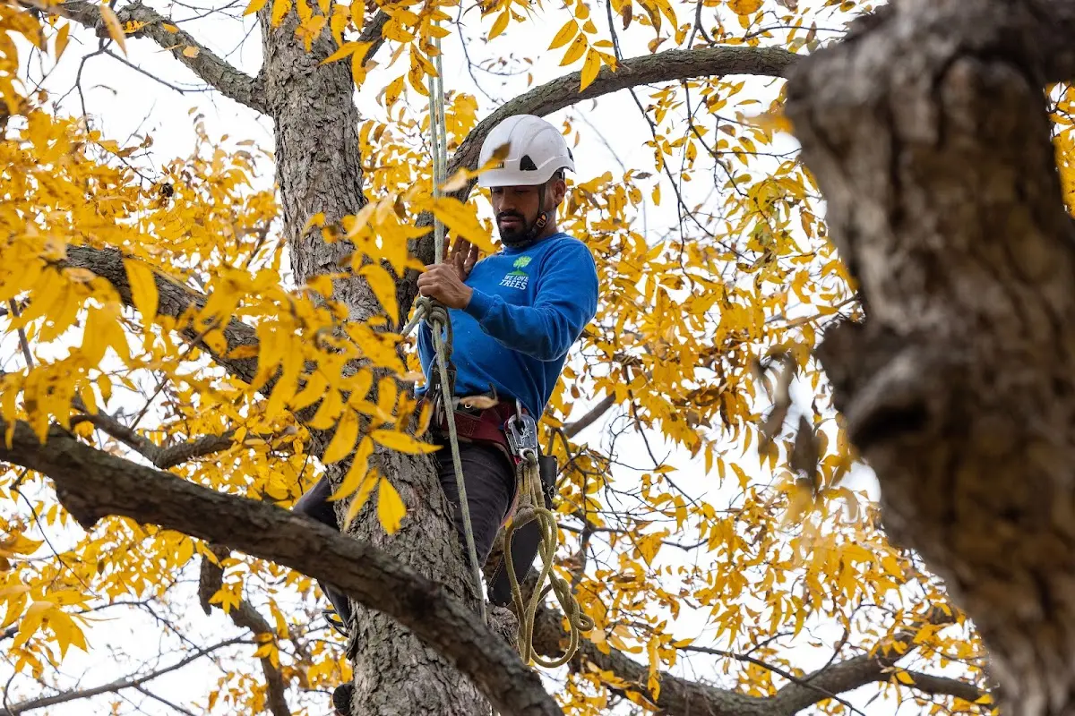 Skilled Storm Damage Cleanup crew working in Elkhorn